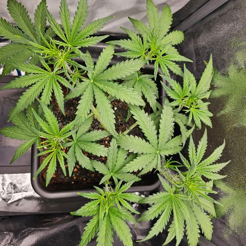 Green Gelato Automatic growlog timeline photo