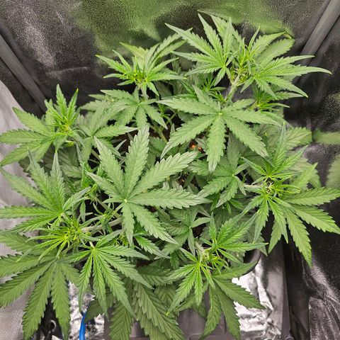 Green Gelato Automatic growlog timeline photo