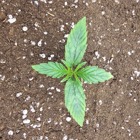 HulkBerry Automatic growlog timeline photo
