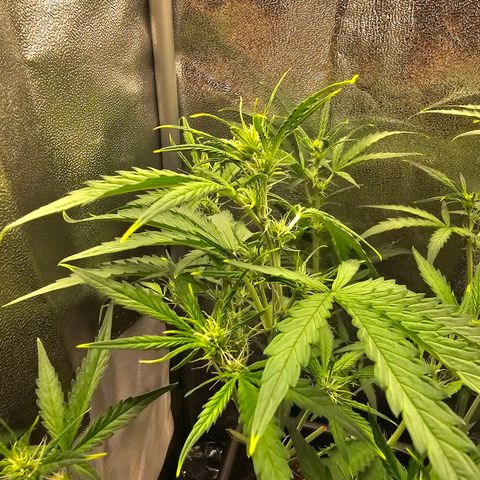 Green Gelato Automatic growlog timeline photo