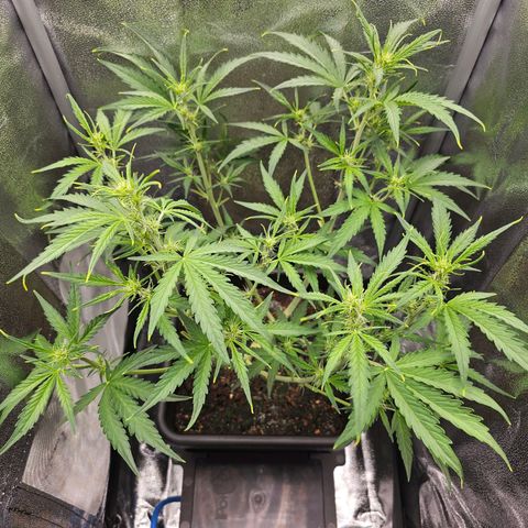 Green Gelato Automatic growlog timeline photo