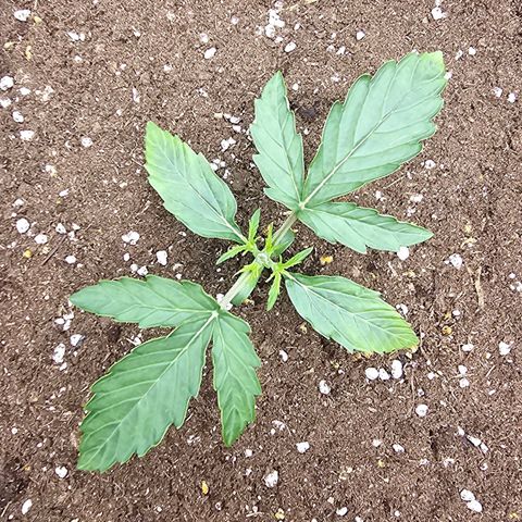 HulkBerry Automatic growlog timeline photo
