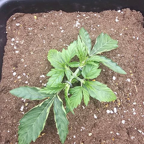 HulkBerry Automatic growlog timeline photo