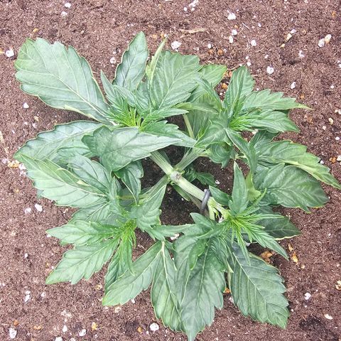 HulkBerry Automatic growlog timeline photo