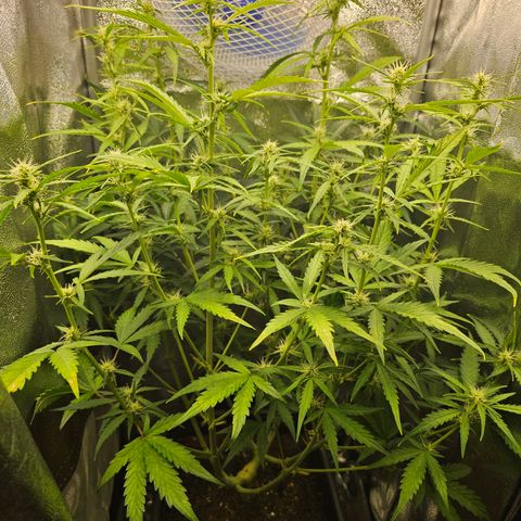 Green Gelato Automatic growlog timeline photo