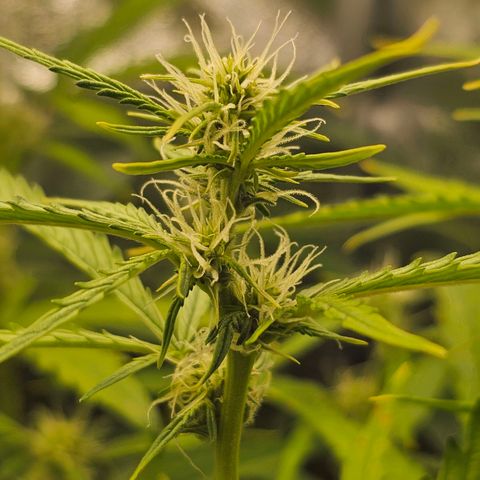 Green Gelato Automatic growlog timeline photo