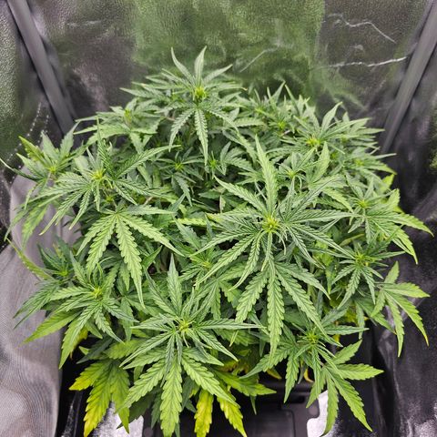 HulkBerry Automatic growlog timeline photo