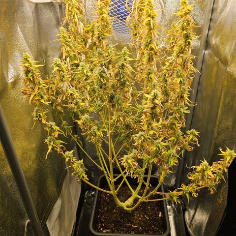 Green Gelato Automatic growlog timeline photo