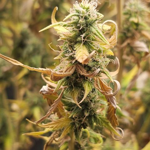 Green Gelato Automatic growlog timeline photo