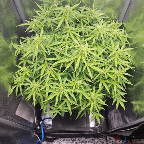 HulkBerry Automatic growlog timeline photo