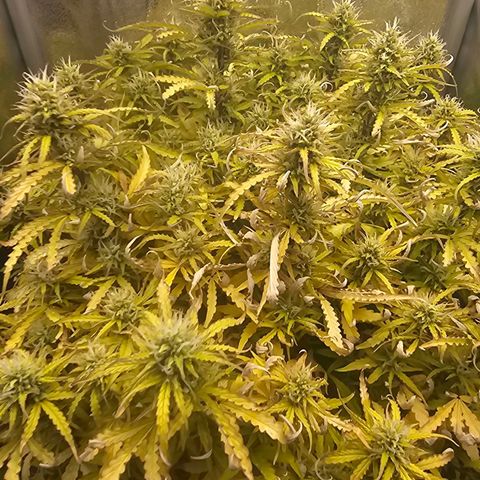 HulkBerry Automatic growlog timeline photo