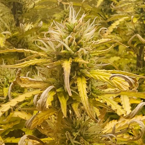 HulkBerry Automatic growlog timeline photo