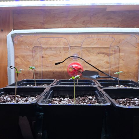 Super OG kush #1 growlog timeline photo