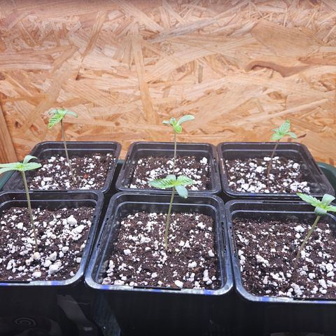 Super OG kush #1 growlog timeline photo