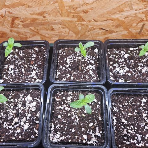 Super OG kush #1 growlog timeline photo