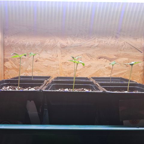 Super OG kush #1 growlog timeline photo
