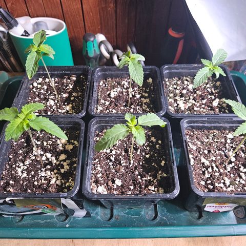 Super OG kush #1 growlog timeline photo