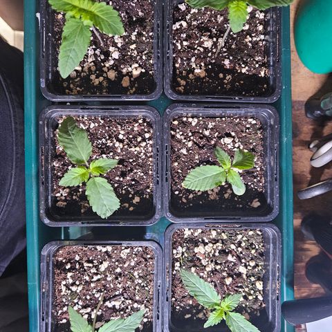 Super OG kush #1 growlog timeline photo
