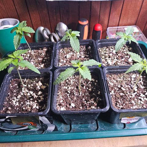Super OG kush #1 growlog timeline photo