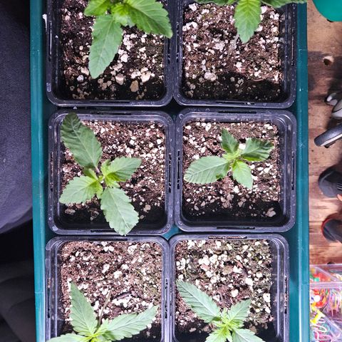 Super OG kush #1 growlog timeline photo