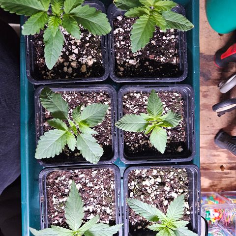Super OG kush #1 growlog timeline photo