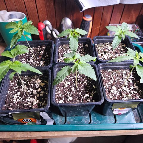 Super OG kush #1 growlog timeline photo
