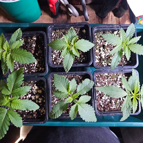 Super OG kush #1 growlog timeline photo