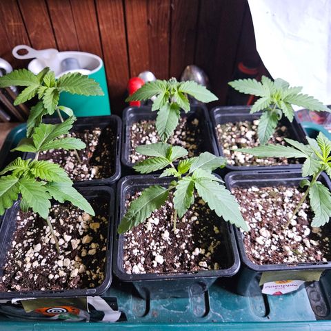 Super OG kush #1 growlog timeline photo