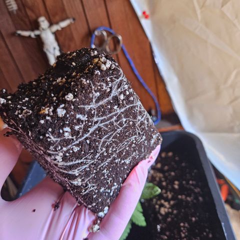 Super OG kush #1 growlog timeline photo