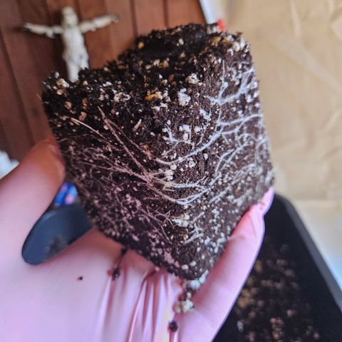 Super OG kush #1 growlog timeline photo