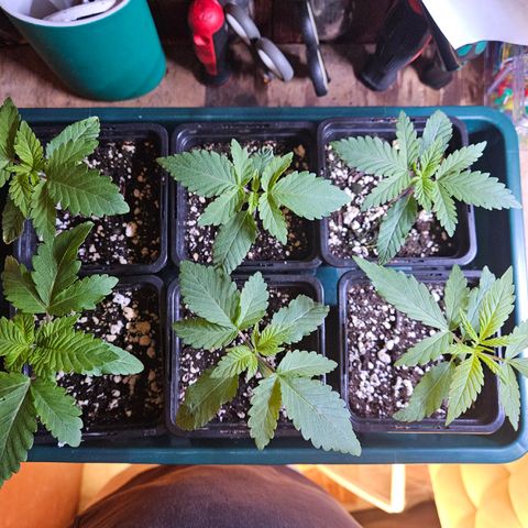 Super OG kush #1 growlog timeline photo