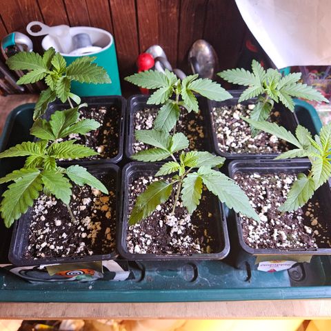 Super OG kush #1 growlog timeline photo