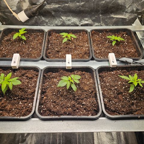 Super OG kush #1 growlog timeline photo