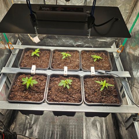 Super OG kush #1 growlog timeline photo