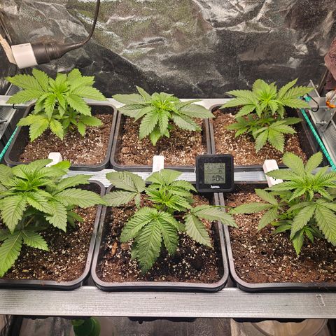 Super OG kush #1 growlog timeline photo