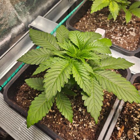 Super OG kush #1 growlog timeline photo