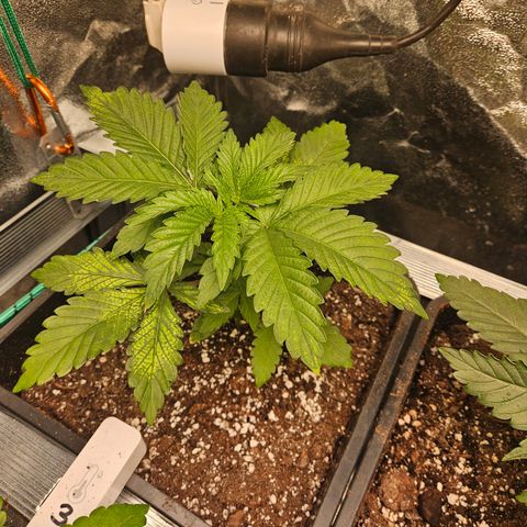 Super OG kush #2 growlog timeline photo