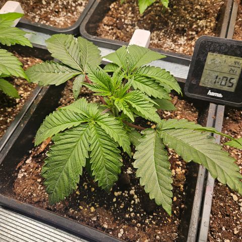 Cookies Gelato #1 growlog timeline photo