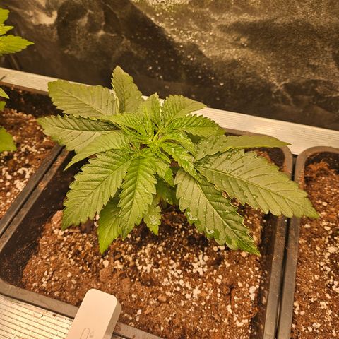 Cookies Gelato #2 growlog timeline photo