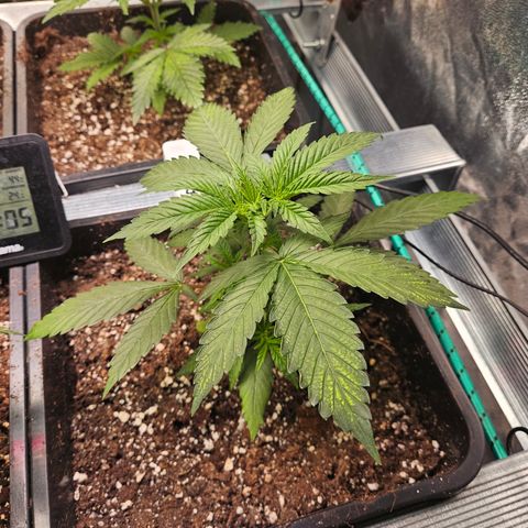 Pineapple Kush #1 growlog timeline photo