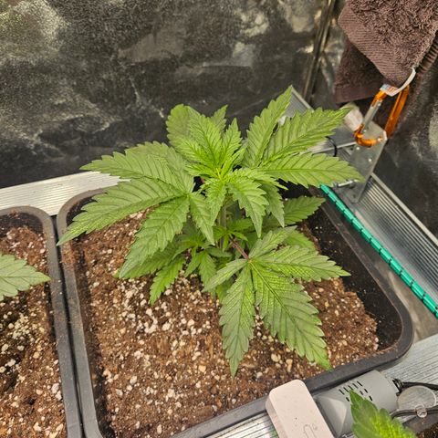 Pineapple Kush #2 growlog timeline photo