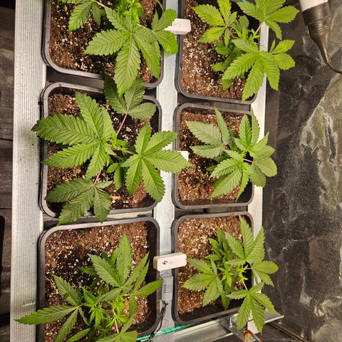 Super OG kush #1 growlog timeline photo