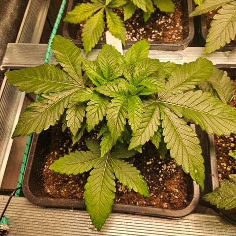 Super OG kush #1 growlog timeline photo