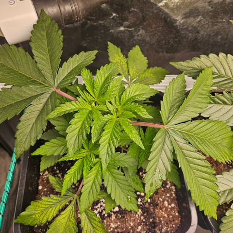 Super OG kush #2 growlog timeline photo