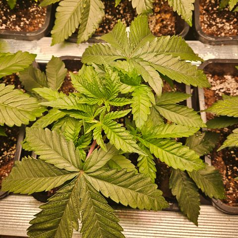 Cookies Gelato #1 growlog timeline photo