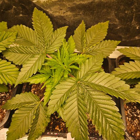 Cookies Gelato #2 growlog timeline photo