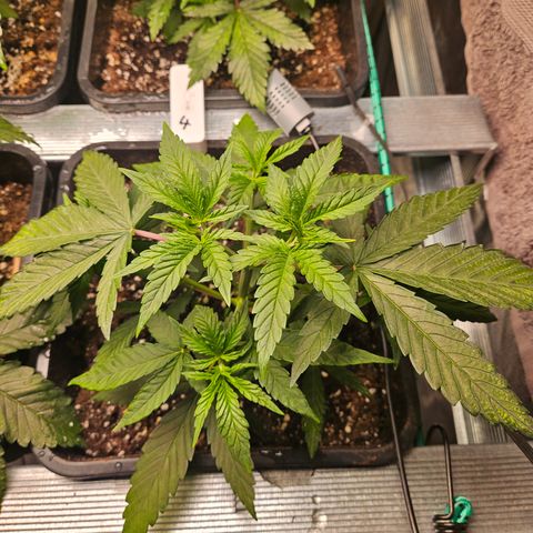 Pineapple Kush #1 growlog timeline photo