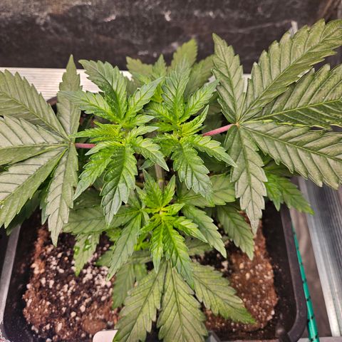 Pineapple Kush #2 growlog timeline photo