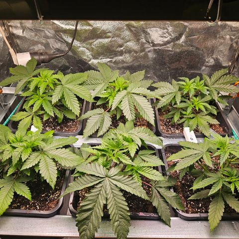 Super OG kush #1 growlog timeline photo
