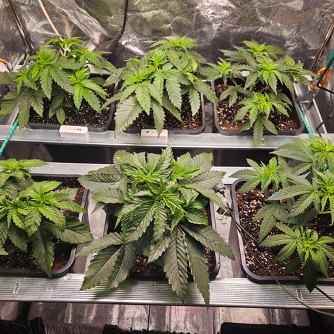 Super OG kush #1 growlog timeline photo